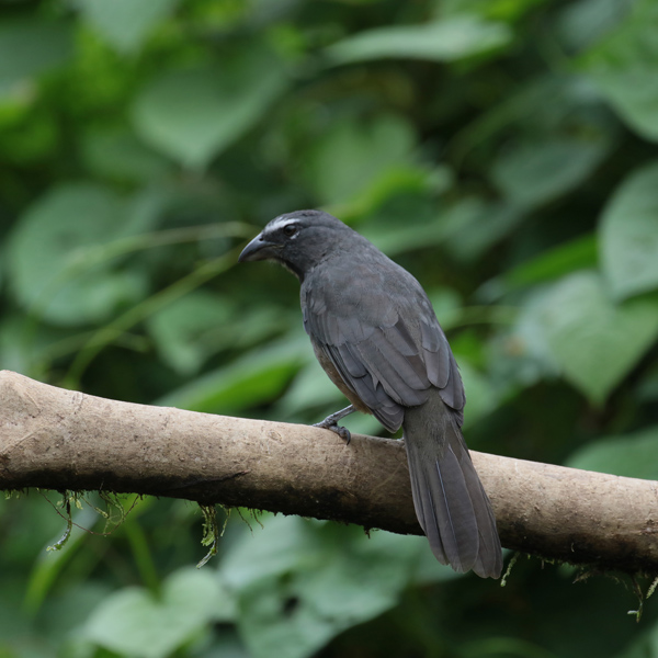 Grayish Saltator